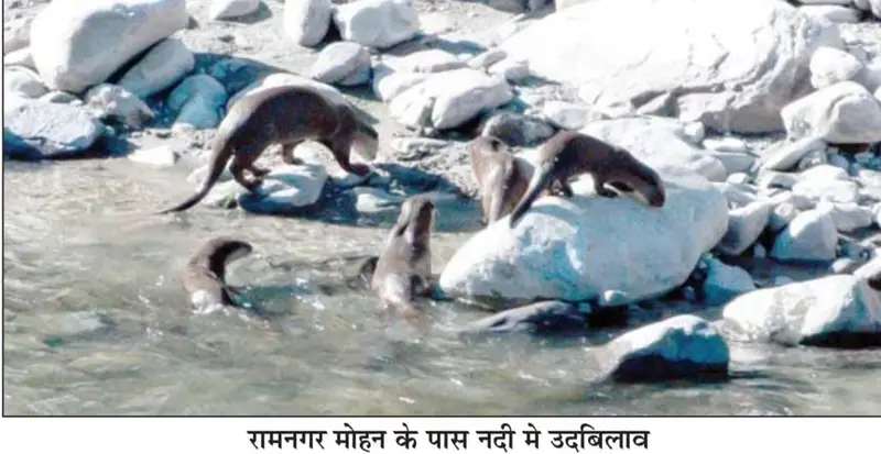 प्राकृतिक पुनर्जीवन का संदेश: नदियों के संरक्षण से लौट रही जैव विविधता,कोसी नदी के किनारे दिखा ऊदबिलावों का दुर्लभ समूह