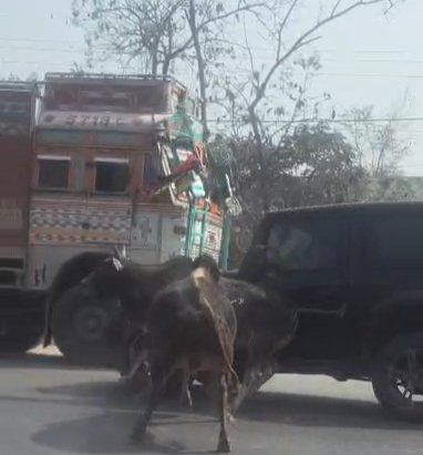 लालकुआँ में NH109 पर पुल के नीचे दो सांडों का तांडव, थार सवार बाल-बाल बचा, देखे वायरल वीडियो