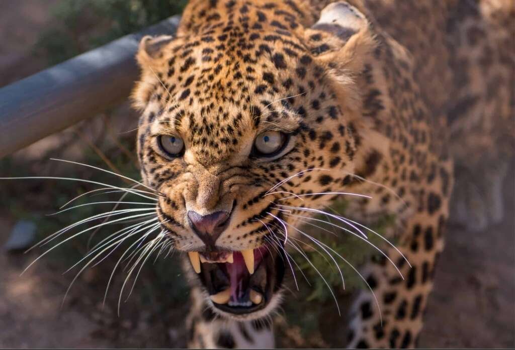 उत्तराखंड यहां किया गुलदार ने हमला ग्रामीणों में भारी रोष