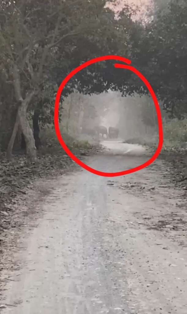लालकुआं न्यूज- शहर के काफी नजदीक दिखा विशालकाय हाथियों का झुंड, तराई केंद्रीय वन प्रभाग के टांडा रेंज का मामला, बढ़ रही हाथियों की तादाद, देखें वीडियो