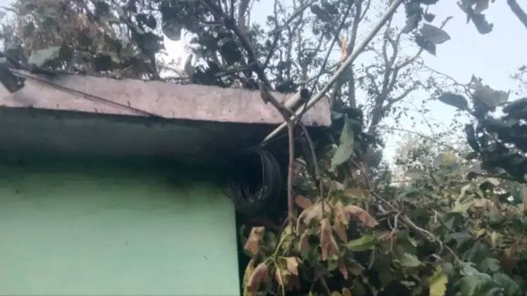 यहां कार्बेट क्षेत्र के वन ग्राम में हादसा, आंधी से गिरे पेड़ ने ली मासूम की जान