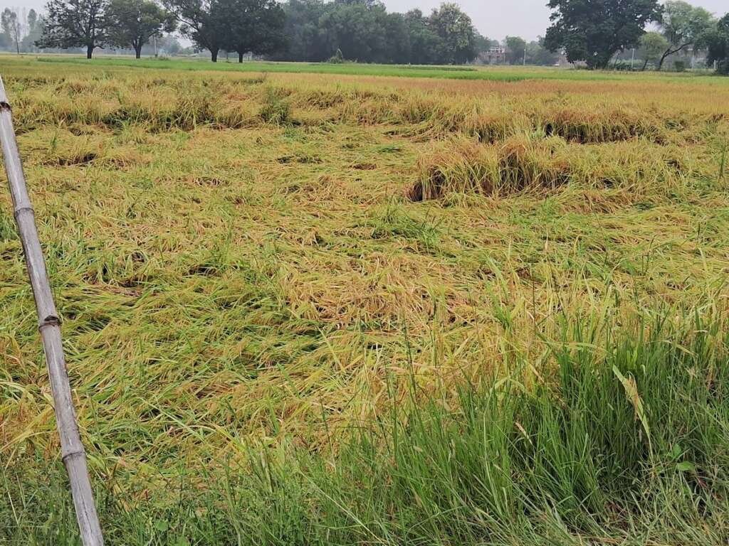 उत्तराखंड में मौसम का मिजाज बदला, हल्द्वानी समेत कई जिलों में बारिश-ओलावृष्टि; पर्वतीय इलाकों में बर्फबारी, कई जिलों में अलर्ट जारी