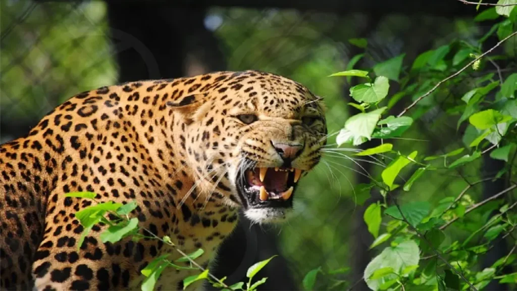 भवाली में तेंदुए का आतंक: सड़क पर चलती कार पर झपटा, लोगों में दहशत