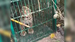 आखिरकार पिंजरे में कैद हुई गुलदार, दहशत से राहत की सांस
