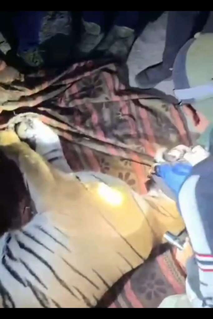 वन विभाग ने ट्रेंकुलाइज कर किया रेस्क्यू  सूर्या जाला गांव में बाघिन काबू, रानीबाग रेस्क्यू सेंटर भेजी गई:- देखे वायरल वीडियो