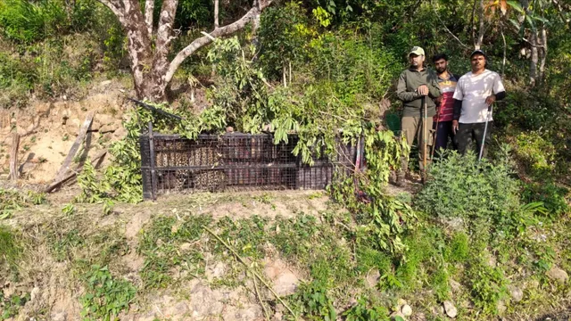 (नैनीताल) मोरा गांव में वन विभाग के जाल में फंसा गुलदार, डीएनए जांच से होगा आदमखोर होने का खुलासा