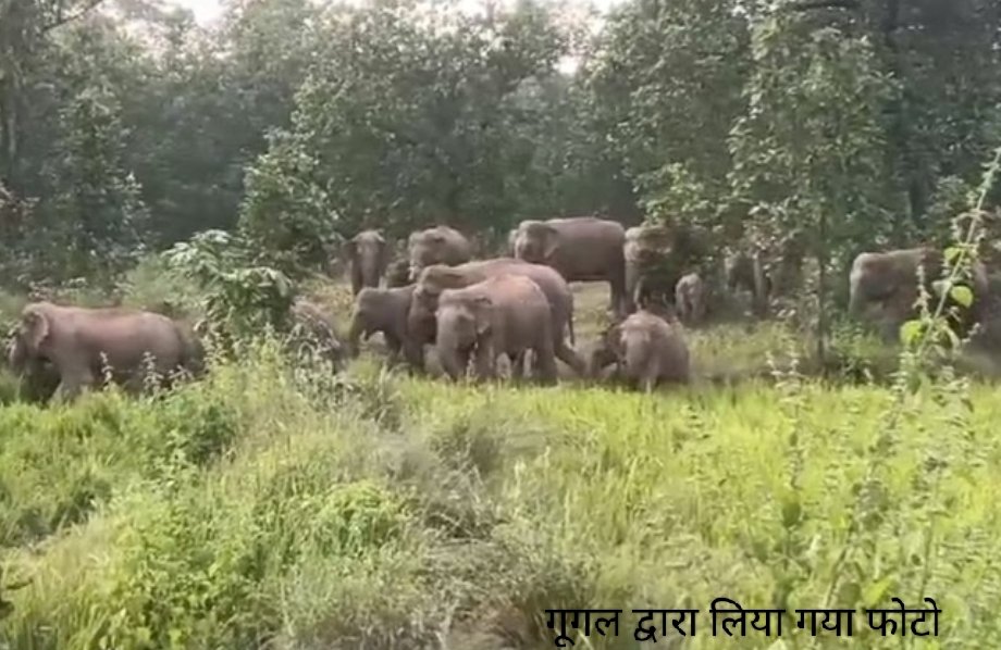 लालकुआं के बाद अब यहां हाथियों का आतंक, झुंड ने गाय को रौंदा वायरल वीडियो से दहशत