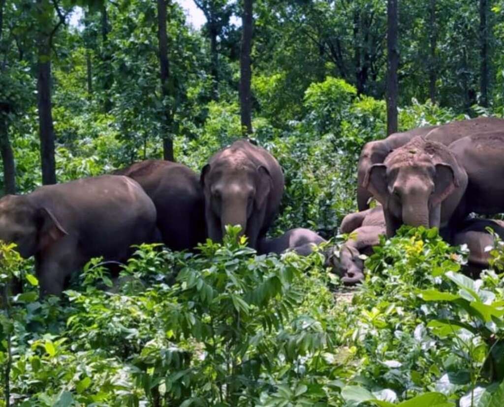 मीटिंग सीजन व गर्मी बढ़ते ही बेकाबू हुए हाथी, वन विभाग ने लोगों को किया अलर्ट