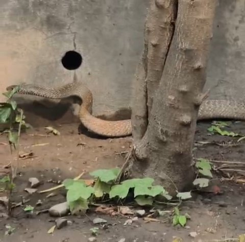 लालकुआं मां अवंतिका देवी मंदिर में विशालकाय सांप से मची हलचल (देखे वीडियो), अध्यक्ष की सतर्कता से सुरक्षित रहे श्रद्धालु