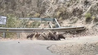 (उत्तराखंड) डेढ़ दशक का इंतजार खत्म, प्रकृति के सफाईकर्मी लौटे दिखा बहुत बड़ा झुंड
