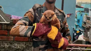 12 साल बाद उत्तराखंड के जंगल में दिखी ‘उड़ने वाली’ दुर्लभ गिलहरी, वन विभाग भी हुआ उत्साहित किया रेस्क्यू