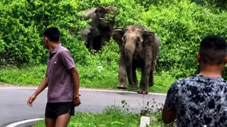 (उत्तराखंड) रील के चक्कर में मौत को दे रहे दावत! कोटद्वार में हाथियों को उकसा रहे युवक, वन विभाग अलर्ट