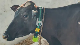 (उधम सिंह नगर) गले में सेंसर, मोबाइल पर अलर्ट… AI ने बदल दी गांव की डेयरी की तस्वीर