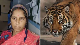 नैनीताल सास को बचाने के लिए ‘बाघ’ से भिड़ गई बहू, दरांती से किए ताबड़तोड़ वार, भाग खड़ा हुआ खूंखार शिकारी