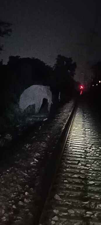 लालकुआ NH109 हाईवे पार कर गांव पहुंचे जंगली हाथी (देखे वीडियो) , किसानों की फसल तबाह