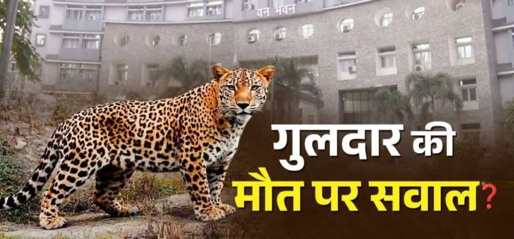 उत्तराखंड ई-मेल, इंतजार और मौत? : पिंजरे में कैद 23 दिन अपनी बेगुनाही का इंतजार की इंतहा बाद गुलदार की मौत, उठे कई सवाल