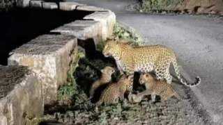 उत्तराखंड इंटरनेट पर वायरल ‘गुलदार फैमिली’ की फोटो से मचा हड़कंप तस्वीर असली या AI? , DFO ने दिए जांच के आदेश