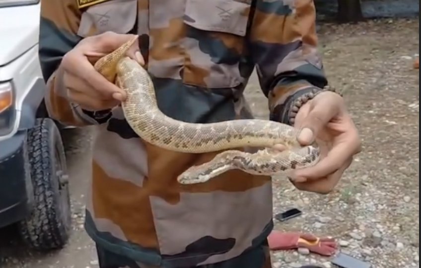 रामनगर में मिला दुर्लभ ‘दो मुंहा साँप’ नहीं कॉमन सैंड बोआ : तस्करी से जूझ रही है यह प्रजाति,रामनगर में सुरक्षित रेस्क्यू (देखे वीडियो)
