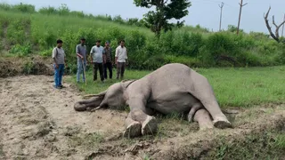 खटीमा में संदिग्ध हालात में टस्कर हाथी की मौत, साथी हाथियों के उत्पात से वन विभाग सतर्क