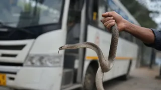 उत्तराखंड चलती बस में निकला सांप, मची अफरा-तफरी; दो युवकों ने दिखाया साहस