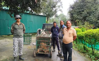 अल्मोड़ा में गुलदारों का आतंक, एक साथ चार की चहलकदमी से दहशत; पिंजरे में फंसा एक गुलदार