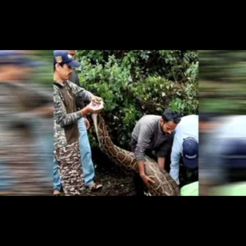 (भीमताल) हरीशताल में पहली बार दिखा इतना विशाल अजगर, ग्रामीणों ने समझा एनाकोंडा; वन विभाग ने बचाया