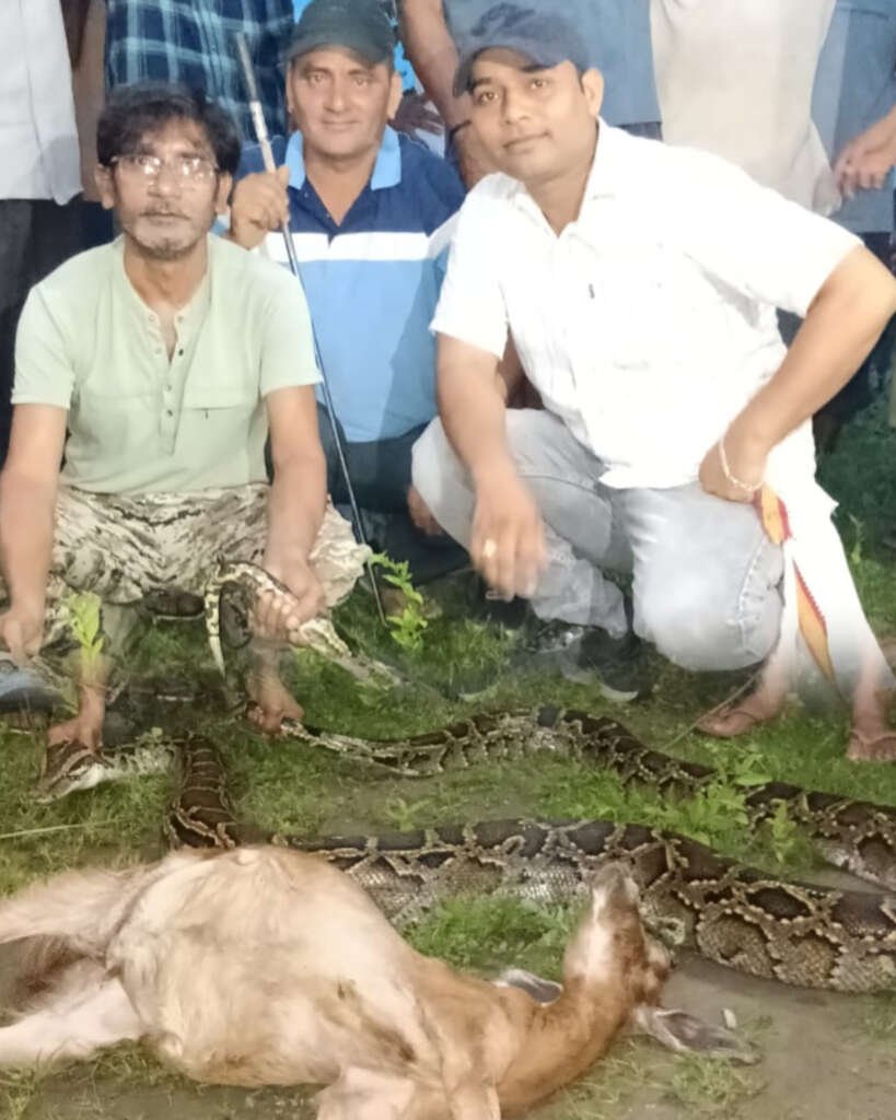 बिंदुखत्ता में घर के पास खेत में अजगर का आतंक, बकरी को जकड़कर उतारा मौत के घाट; वन विभाग ने किया रेस्क्यू
