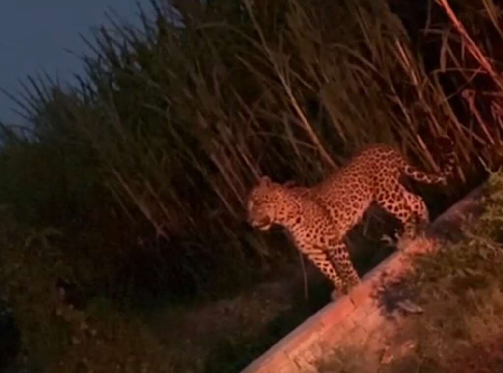 बाघ के डर और आसान शिकार ने गुलदारों को पहुंचाया आबादी तक : झाड़ियों में नया ठिकाना, आबादी के बीच बेखौफ घूम रहे गुलदार