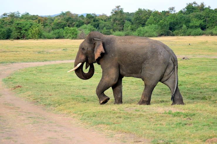 दूध लेकर घर लौट रही महिला पर हाथी का हमला, 37 वर्षीय अंजलि की दर्दनाक मौत