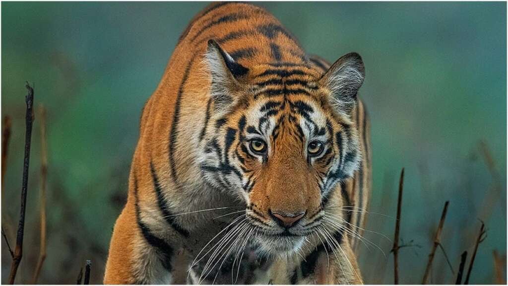 (हल्द्वानी) कार्बेट में बढ़ता बाघों का कुनबा, पहाड़ों तक पहुंचने से बढ़ रहा मानव-वन्यजीव संघर्ष