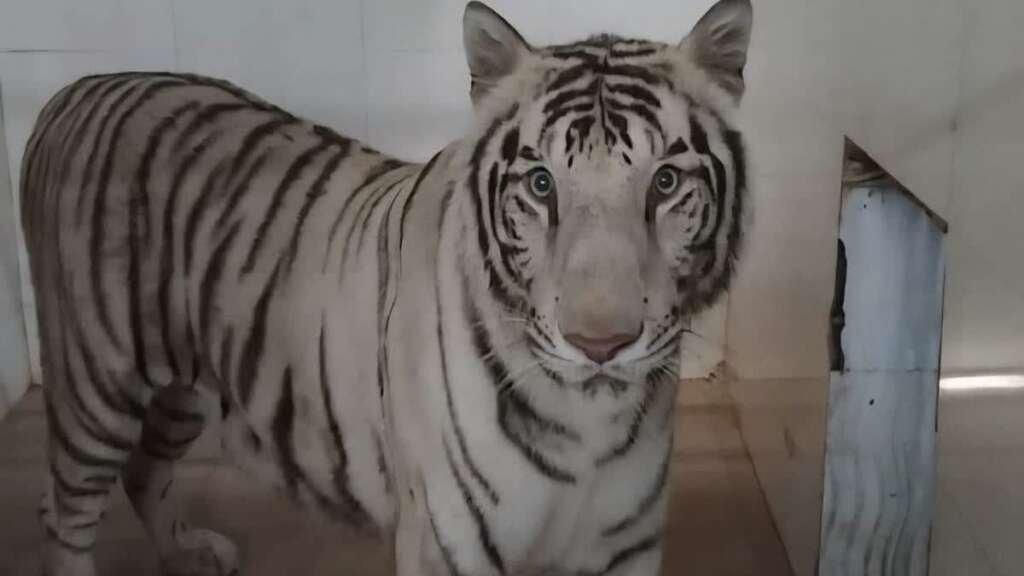 उत्तराखण्ड में नीली आंखों वाले व्हाइट टाइगर तेजस को भाया  चिड़ियाघर, बेहद शांत रहकर शुरू की चहलकदमी